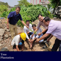 Tree Plantation